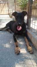 ROSE, Hund, Mischlingshund in Griechenland - Bild 14