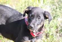 ROSE, Hund, Mischlingshund in Griechenland - Bild 15