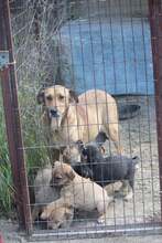 ROSE, Hund, Mischlingshund in Griechenland - Bild 16
