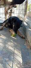 ROSE, Hund, Mischlingshund in Griechenland - Bild 5