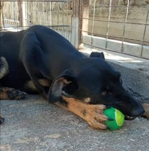 ROSE, Hund, Mischlingshund in Griechenland - Bild 6