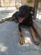 ROSE, Hund, Mischlingshund in Griechenland - Bild 7