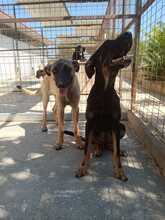 ROSE, Hund, Mischlingshund in Griechenland - Bild 8