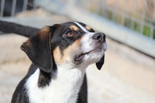 RALF, Hund, Mischlingshund in Griechenland - Bild 1