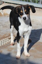RALF, Hund, Mischlingshund in Griechenland - Bild 2