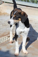 RALF, Hund, Mischlingshund in Griechenland - Bild 3