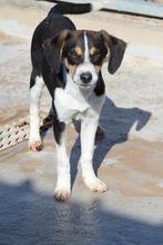 RALF, Hund, Mischlingshund in Griechenland - Bild 4