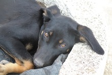 PRALINE, Hund, Mischlingshund in Griechenland