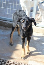 PRALINE, Hund, Mischlingshund in Griechenland - Bild 2