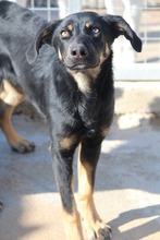 PRALINE, Hund, Mischlingshund in Griechenland - Bild 4