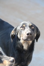PRALINE, Hund, Mischlingshund in Griechenland - Bild 5