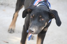 PRALINE, Hund, Mischlingshund in Griechenland - Bild 6