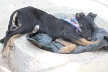 PRALINE, Hund, Mischlingshund in Griechenland - Bild 7