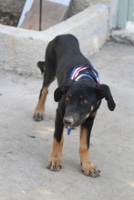 PRALINE, Hund, Mischlingshund in Griechenland - Bild 8