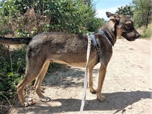 BRUNO, Hund, Mischlingshund in Rumänien