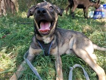 BRUNO, Hund, Mischlingshund in Rumänien - Bild 10