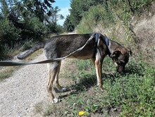 BRUNO, Hund, Mischlingshund in Rumänien - Bild 11