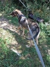 BRUNO, Hund, Mischlingshund in Rumänien - Bild 12
