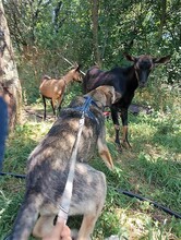 BRUNO, Hund, Mischlingshund in Rumänien - Bild 13
