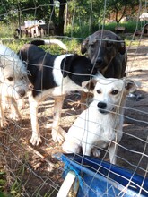 BRUNO, Hund, Mischlingshund in Rumänien - Bild 14