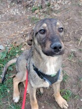 BRUNO, Hund, Mischlingshund in Rumänien - Bild 15