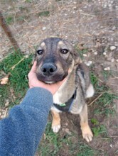 BRUNO, Hund, Mischlingshund in Rumänien - Bild 16