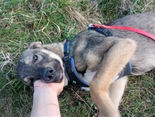 BRUNO, Hund, Mischlingshund in Rumänien - Bild 17