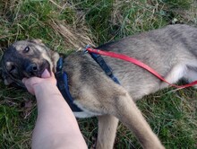 BRUNO, Hund, Mischlingshund in Rumänien - Bild 18