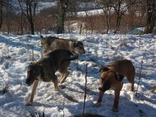 BRUNO, Hund, Mischlingshund in Rumänien - Bild 2