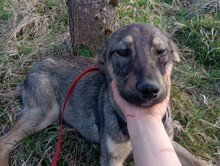 BRUNO, Hund, Mischlingshund in Rumänien - Bild 20