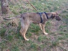 BRUNO, Hund, Mischlingshund in Rumänien - Bild 22
