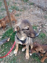 BRUNO, Hund, Mischlingshund in Rumänien - Bild 24