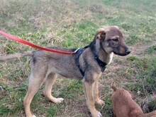 BRUNO, Hund, Mischlingshund in Rumänien - Bild 25