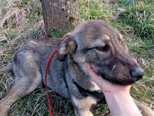 BRUNO, Hund, Mischlingshund in Rumänien - Bild 26