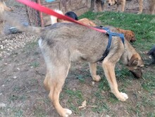 BRUNO, Hund, Mischlingshund in Rumänien - Bild 27
