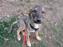 BRUNO, Hund, Mischlingshund in Rumänien - Bild 28