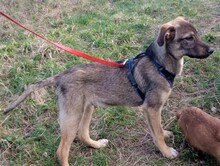 BRUNO, Hund, Mischlingshund in Rumänien - Bild 29