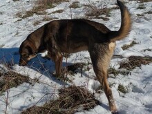 BRUNO, Hund, Mischlingshund in Rumänien - Bild 3