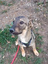 BRUNO, Hund, Mischlingshund in Rumänien - Bild 30