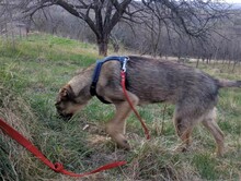 BRUNO, Hund, Mischlingshund in Rumänien - Bild 31