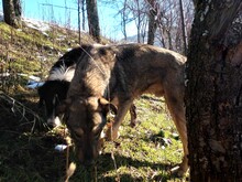 BRUNO, Hund, Mischlingshund in Rumänien - Bild 6