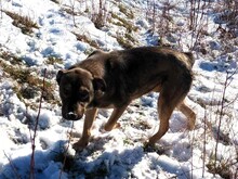 BRUNO, Hund, Mischlingshund in Rumänien - Bild 8