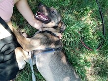 BRUNO, Hund, Mischlingshund in Rumänien - Bild 9