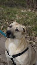 MOZART, Hund, Labrador Retriever in Wanzleben-Börde - Bild 10