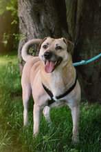 MOZART, Hund, Labrador Retriever in Wanzleben-Börde - Bild 7