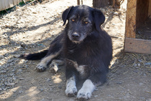 MYSTERY, Hund, Mischlingshund in Rumänien - Bild 3