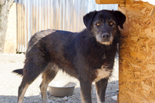 MYSTERY, Hund, Mischlingshund in Rumänien - Bild 4
