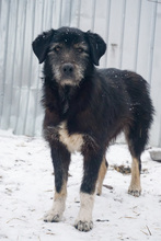 MYSTERY, Hund, Mischlingshund in Rumänien - Bild 5