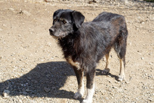 MYSTERY, Hund, Mischlingshund in Rumänien - Bild 6