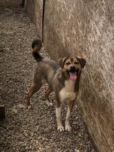 KANELLA, Hund, Mischlingshund in Rumänien - Bild 1